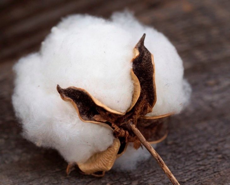 hlopchatnik-dlya-hlopkovyh-lent